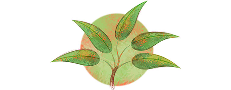Illustration of a branch with 5 leaves