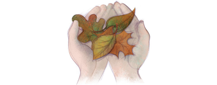 Hands holding different types of leaves