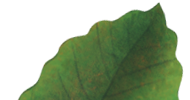 Animated Leaf Illustration