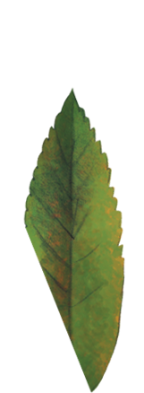 Animated Leaf Illustration