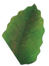 Animated Leaf Illustration